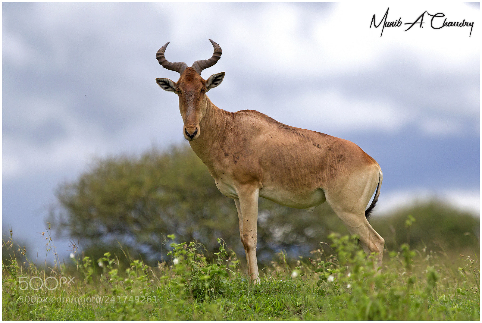Canon EOS-1D Mark IV sample photo. The handsome hartebeest! photography