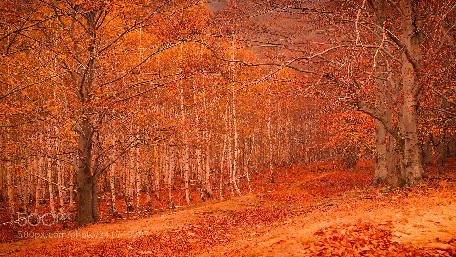 Sony Alpha DSLR-A850 sample photo. Autumn forest 20 photography