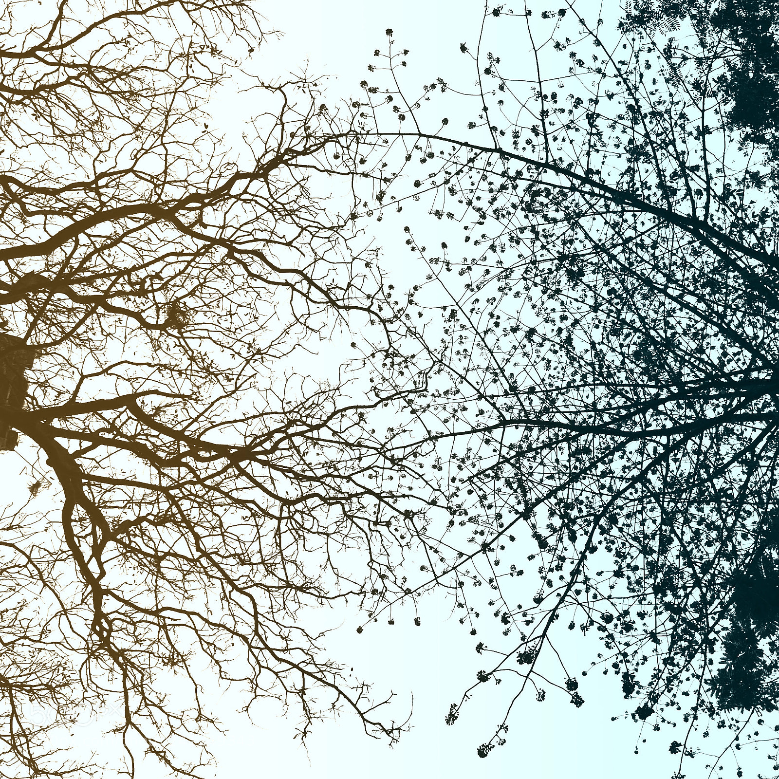 Nikon D700 sample photo. Duality tone photography