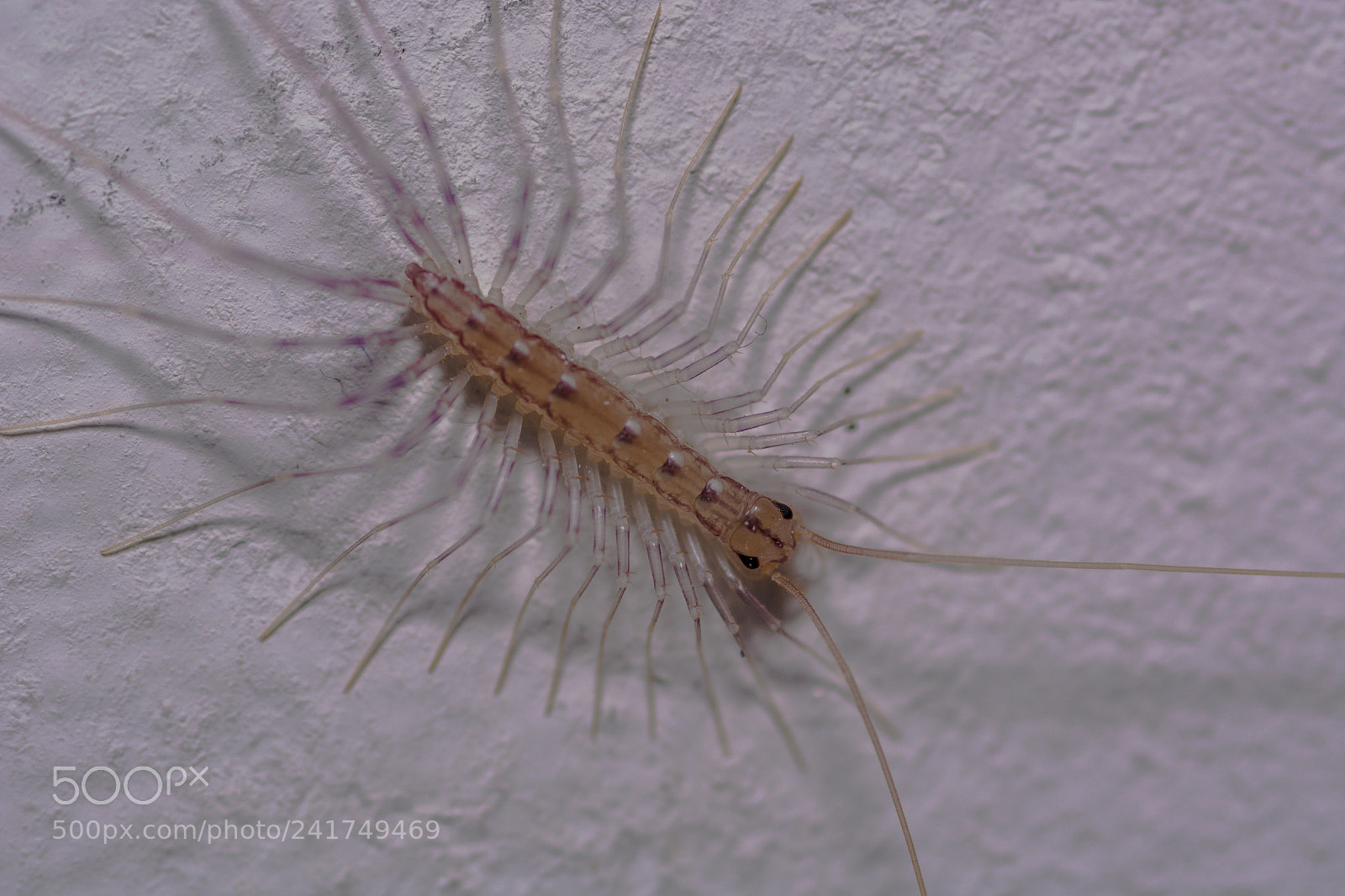 Nikon D7100 sample photo. New england house centipede photography