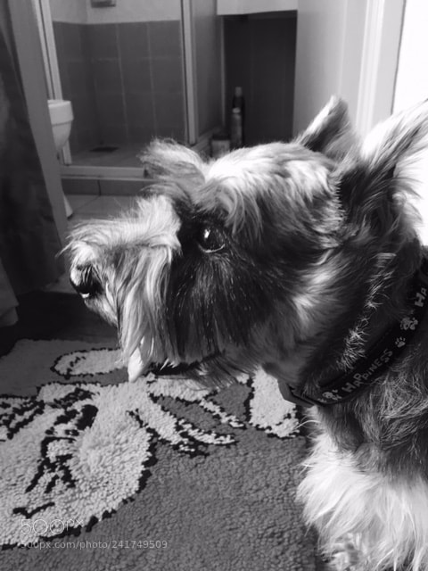Apple iPhone 6s sample photo. Looking at window suzie photography