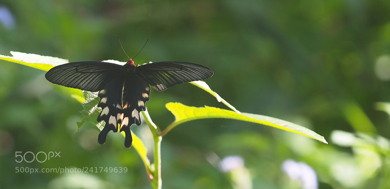 Olympus OM-D E-M1 Mark II sample photo. Swallowtail butterfly iii photography