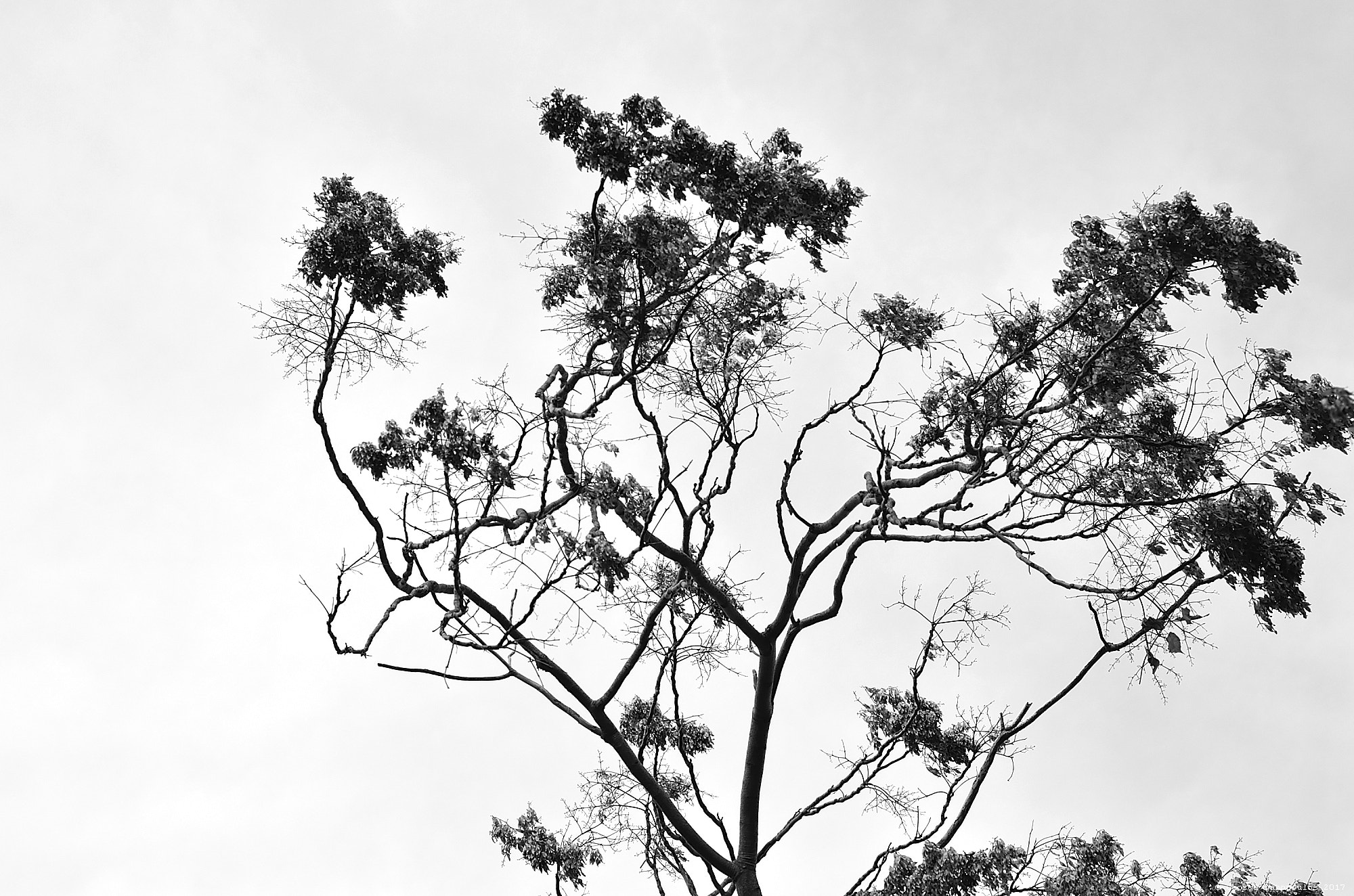 Nikon AF Nikkor 50mm F1.8D sample photo. Tree in black and white photography