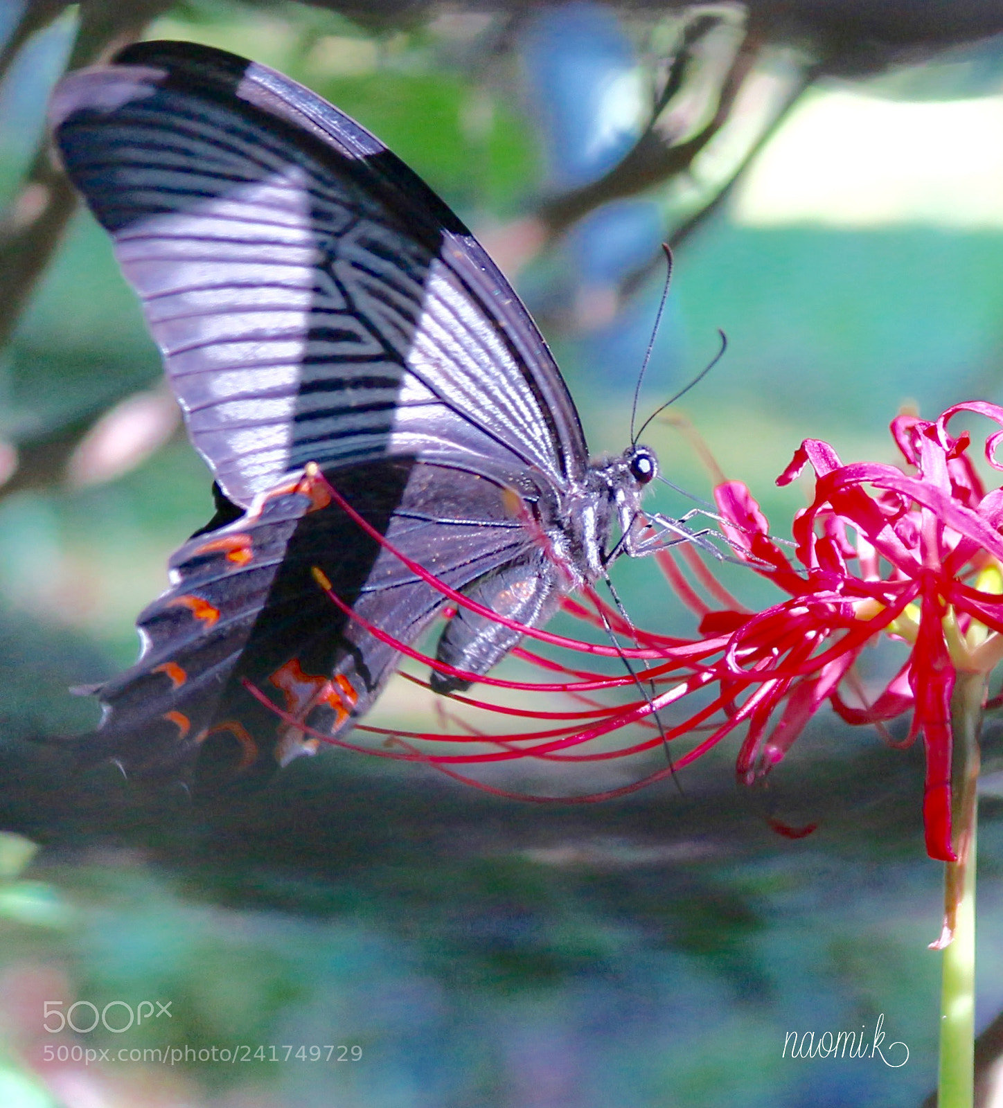 Canon EOS M10 sample photo. Swallowtail butterfly photography