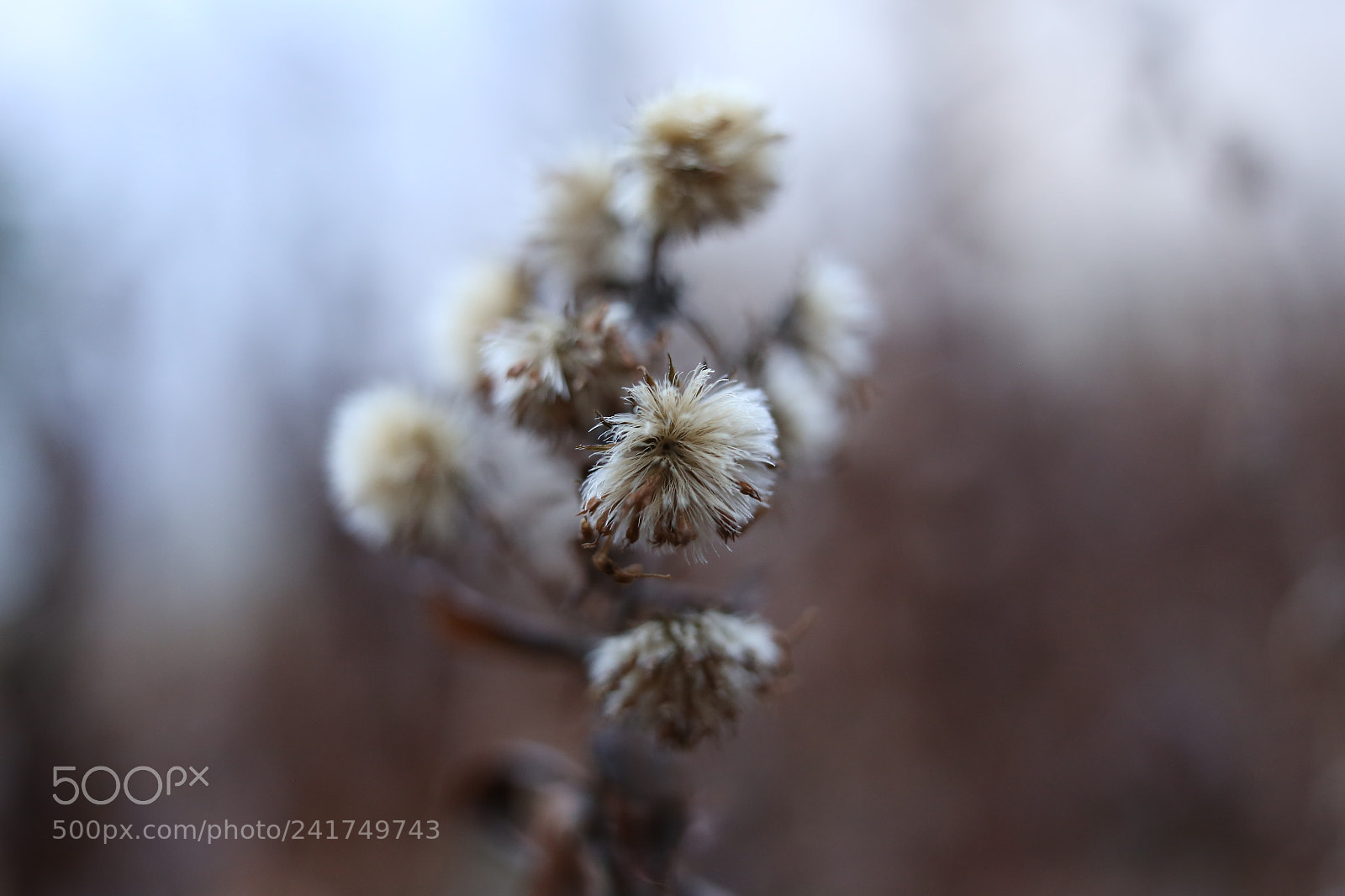 Sigma 35mm F1.4 DG HSM Art sample photo. Winter plant photography