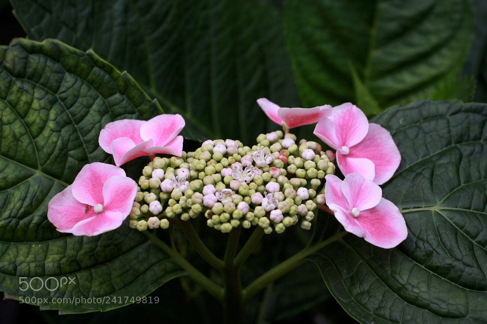 Canon EOS 50D sample photo. Untitled photography
