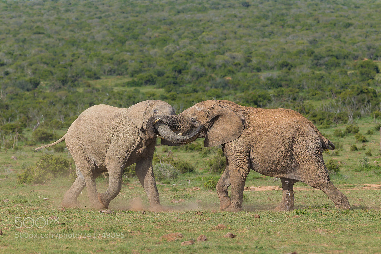 Canon EOS-1D X sample photo. Elephant fight photography