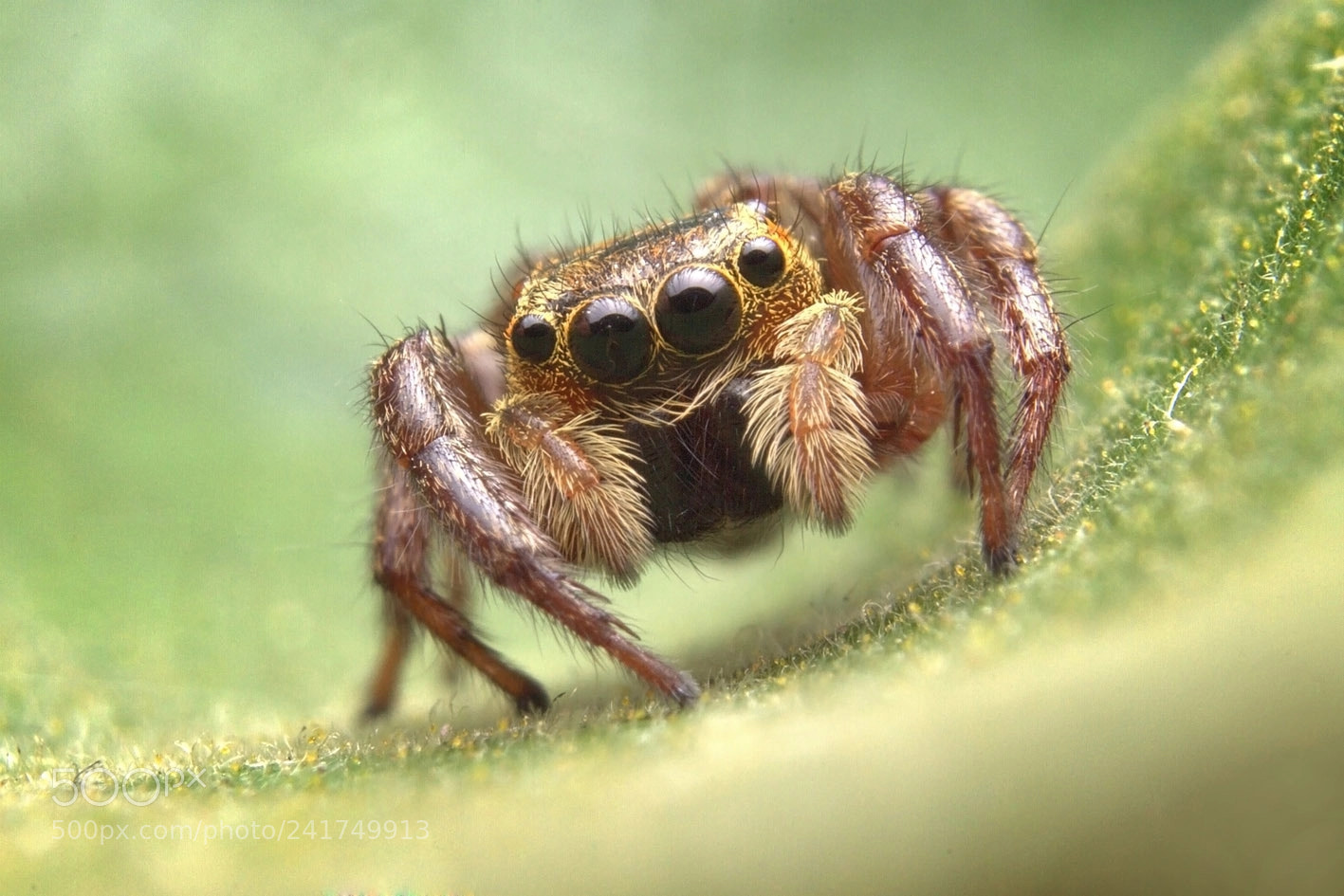 Canon EOS 1100D (EOS Rebel T3 / EOS Kiss X50) sample photo. Jumping spider photography