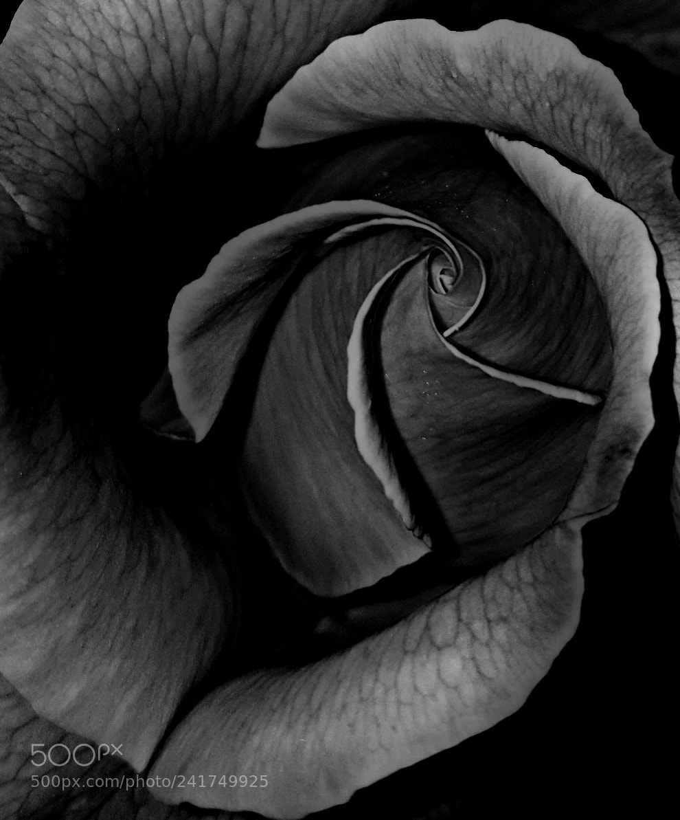 Samsung Galaxy S6 sample photo. Rose photography
