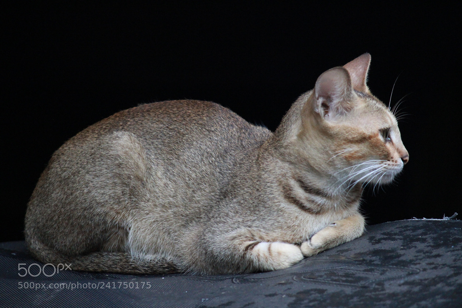 Canon EF-S 55-250mm F4-5.6 IS II sample photo. Img photography
