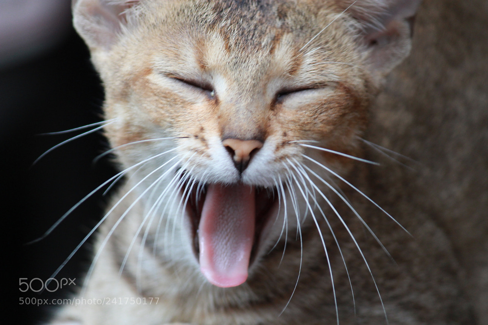 Canon EF-S 55-250mm F4-5.6 IS II sample photo. Img photography