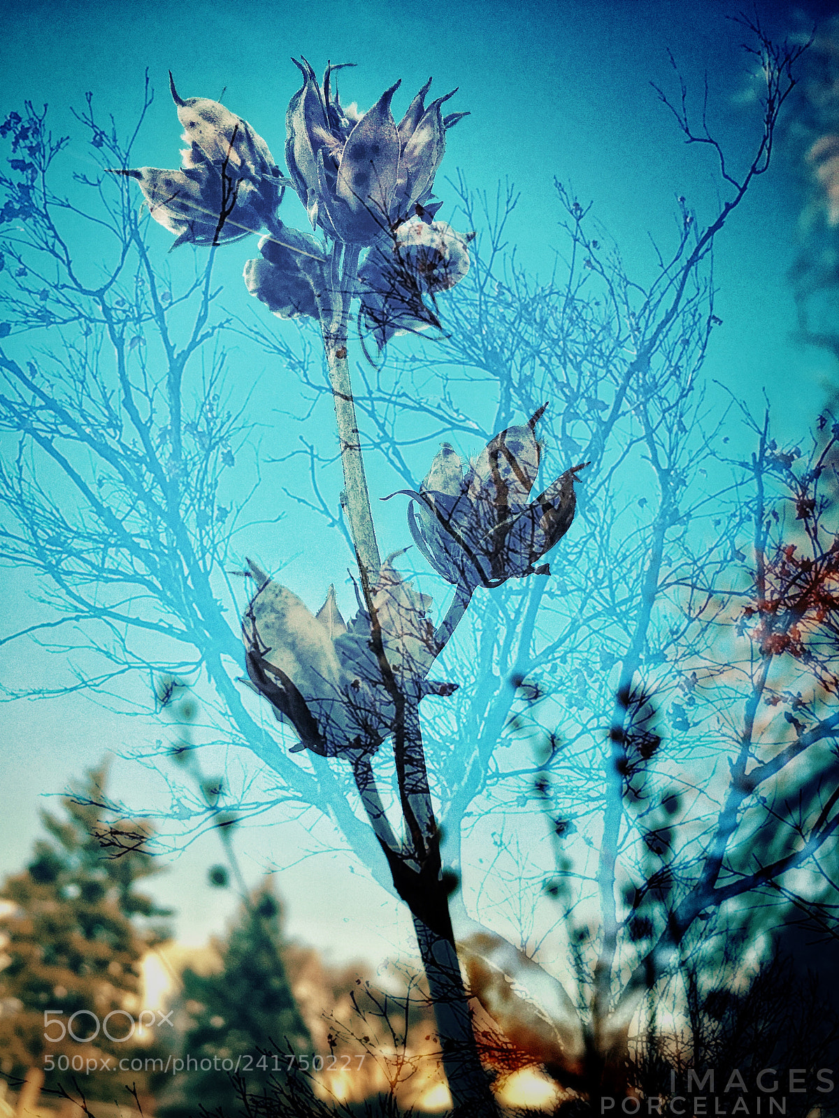 Apple iPhone SE sample photo. “flower double exposure”  photography