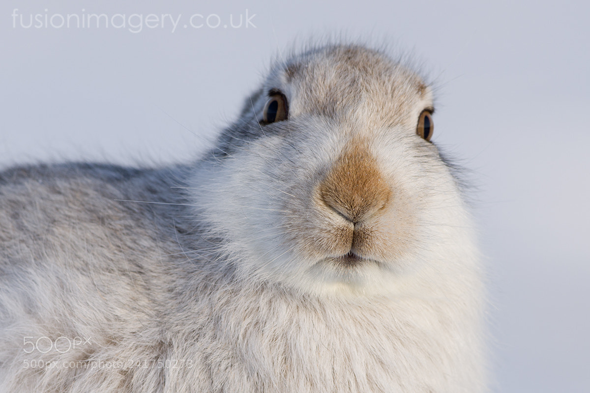 Nikon D810 sample photo. Portrait of a hare photography