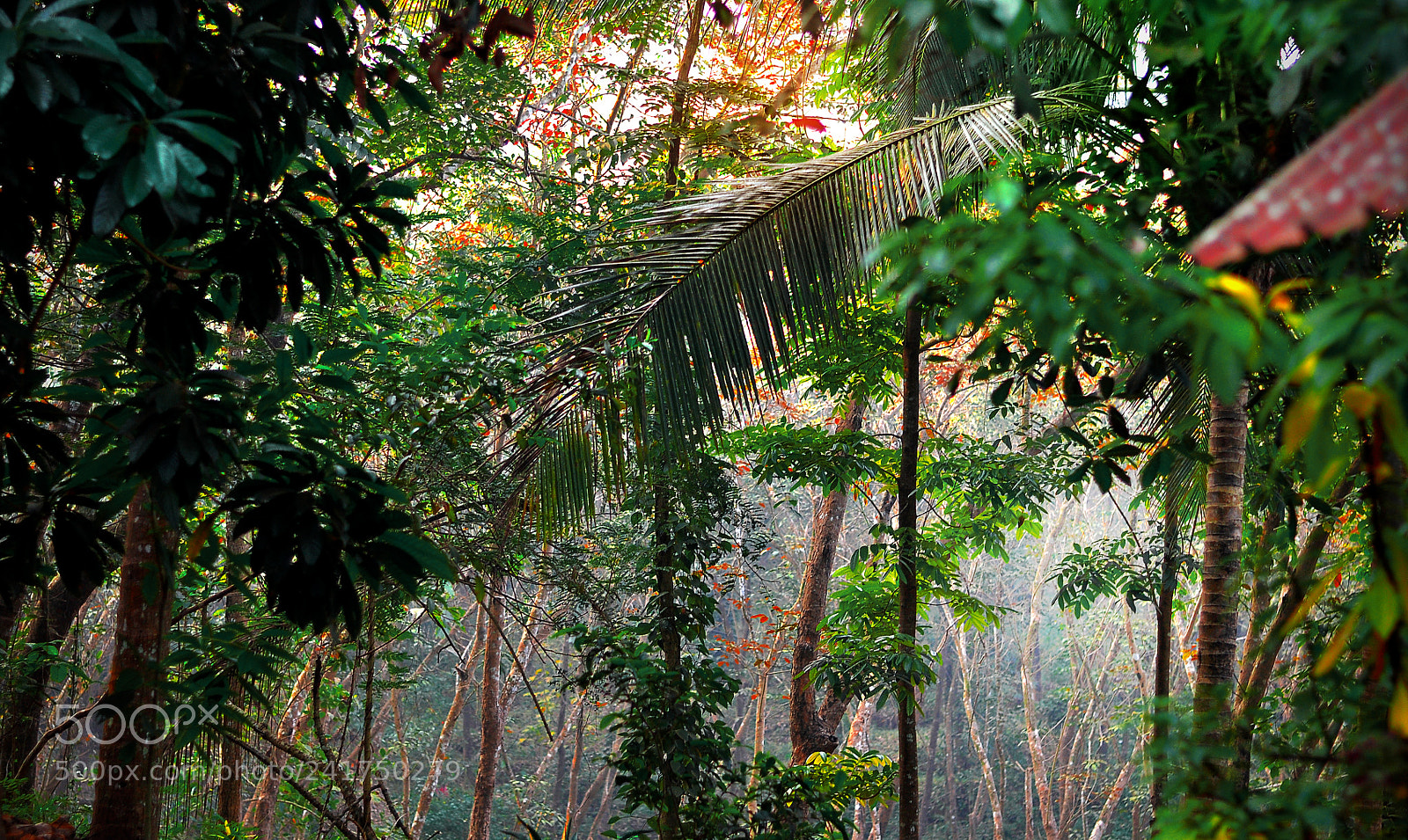Nikon D90 sample photo. Morning sunshine photography