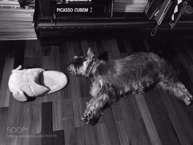 Apple iPhone 6s sample photo. Suzie and slippers photography