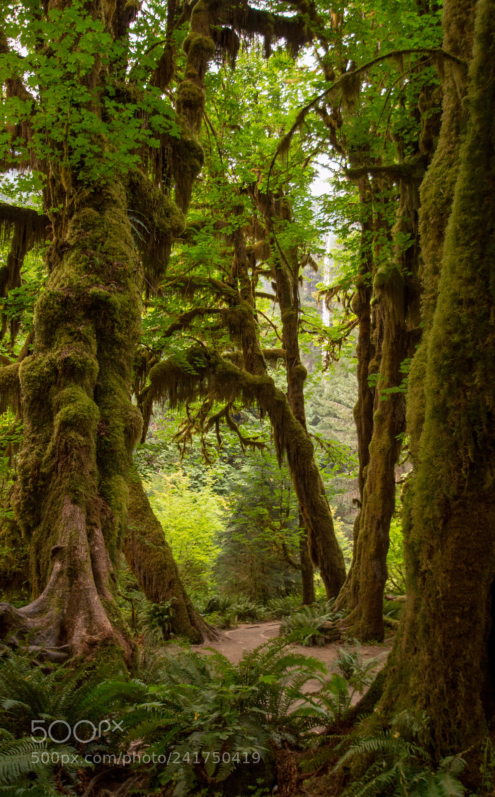 Nikon D3200 sample photo. Hoh trail photography