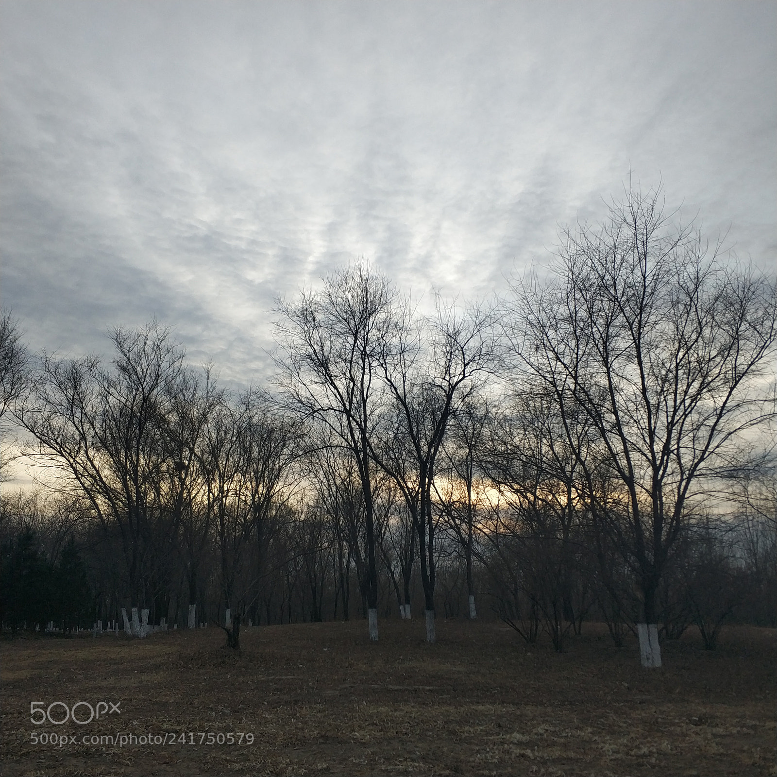 Xiaomi MI6 sample photo. Sunset in winter photography