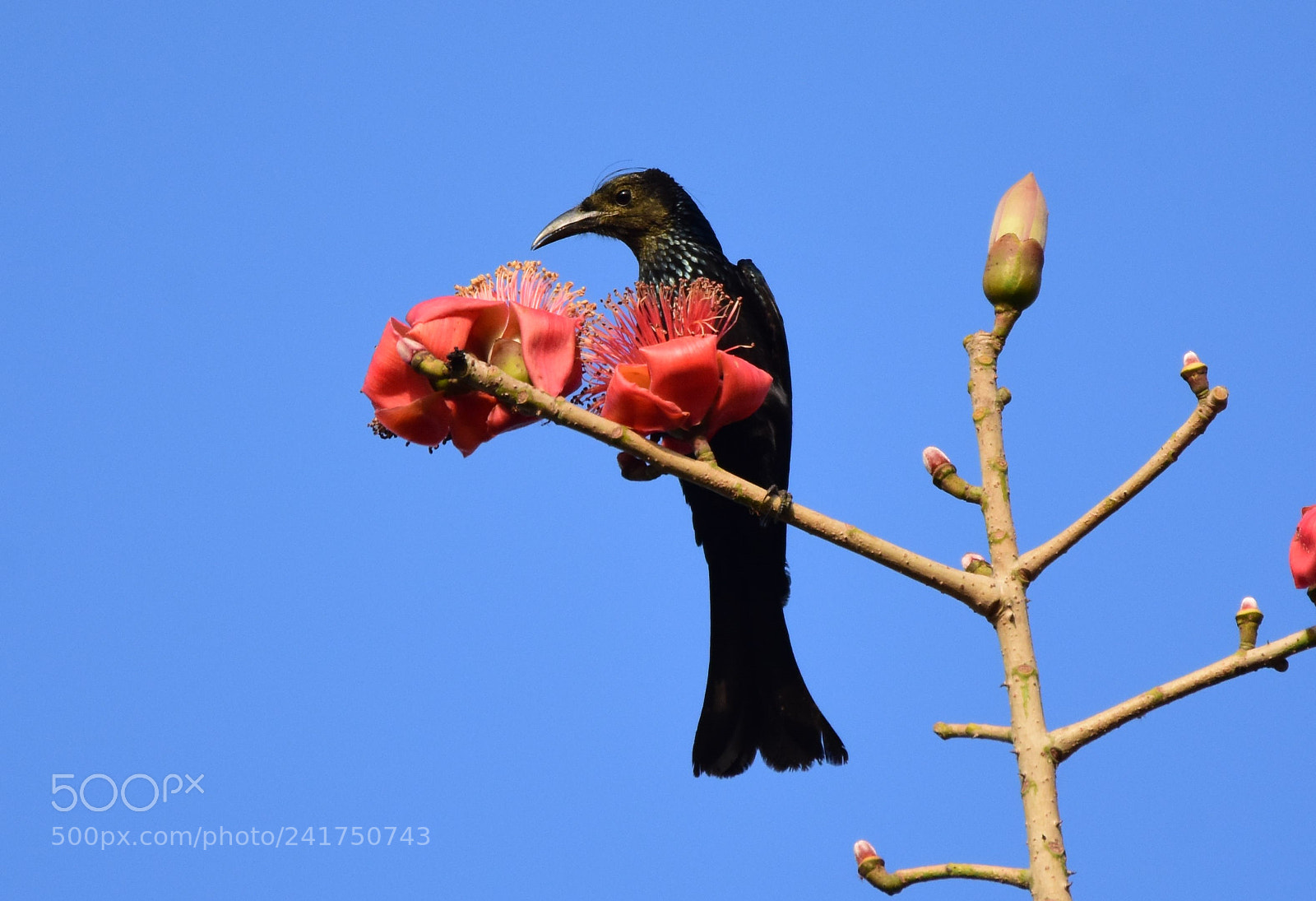 Nikon D7200 sample photo. Hair crested drongo (dsc_2798) photography