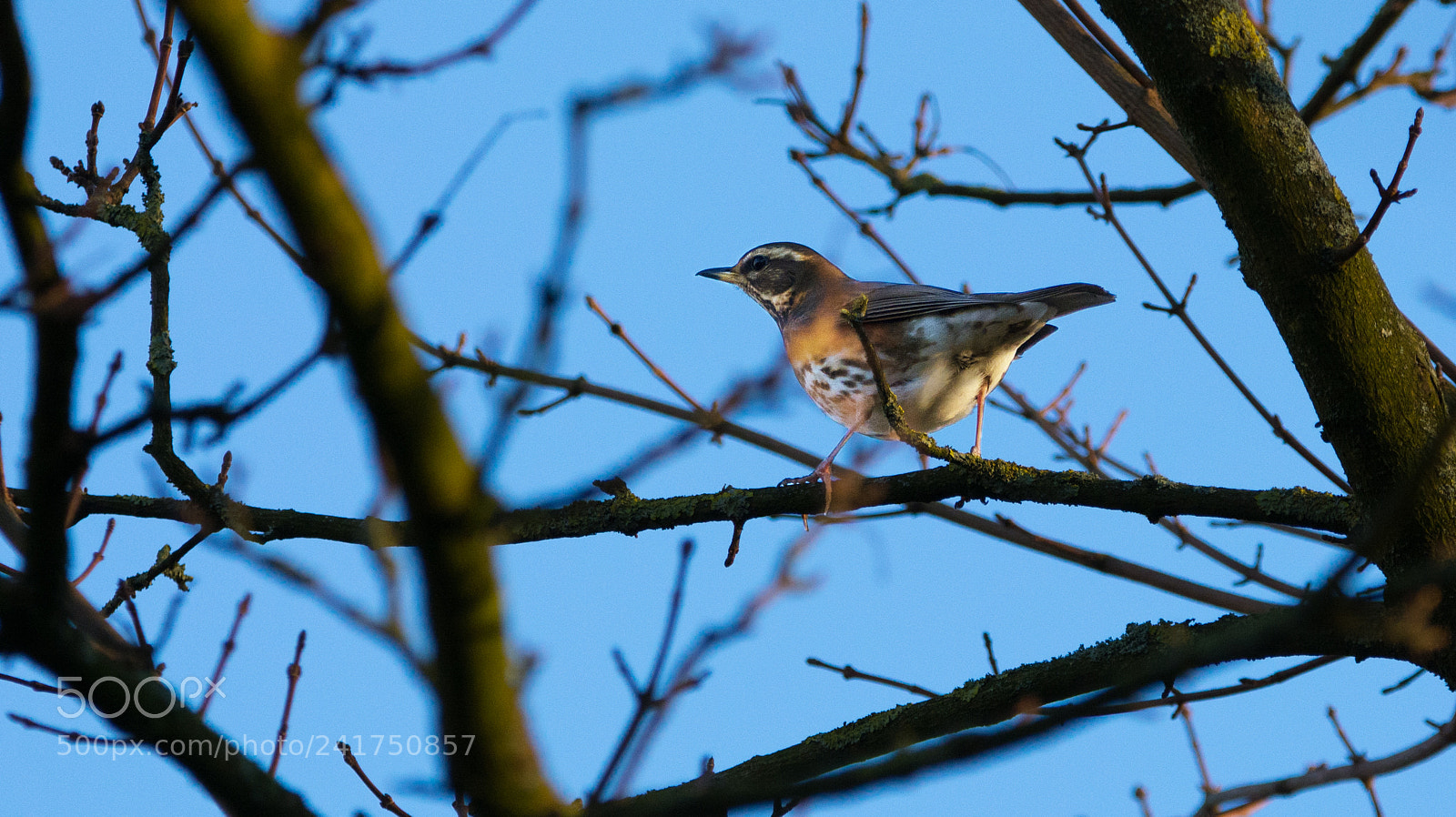 Nikon D7100 sample photo. Redwing bottom lighting photography
