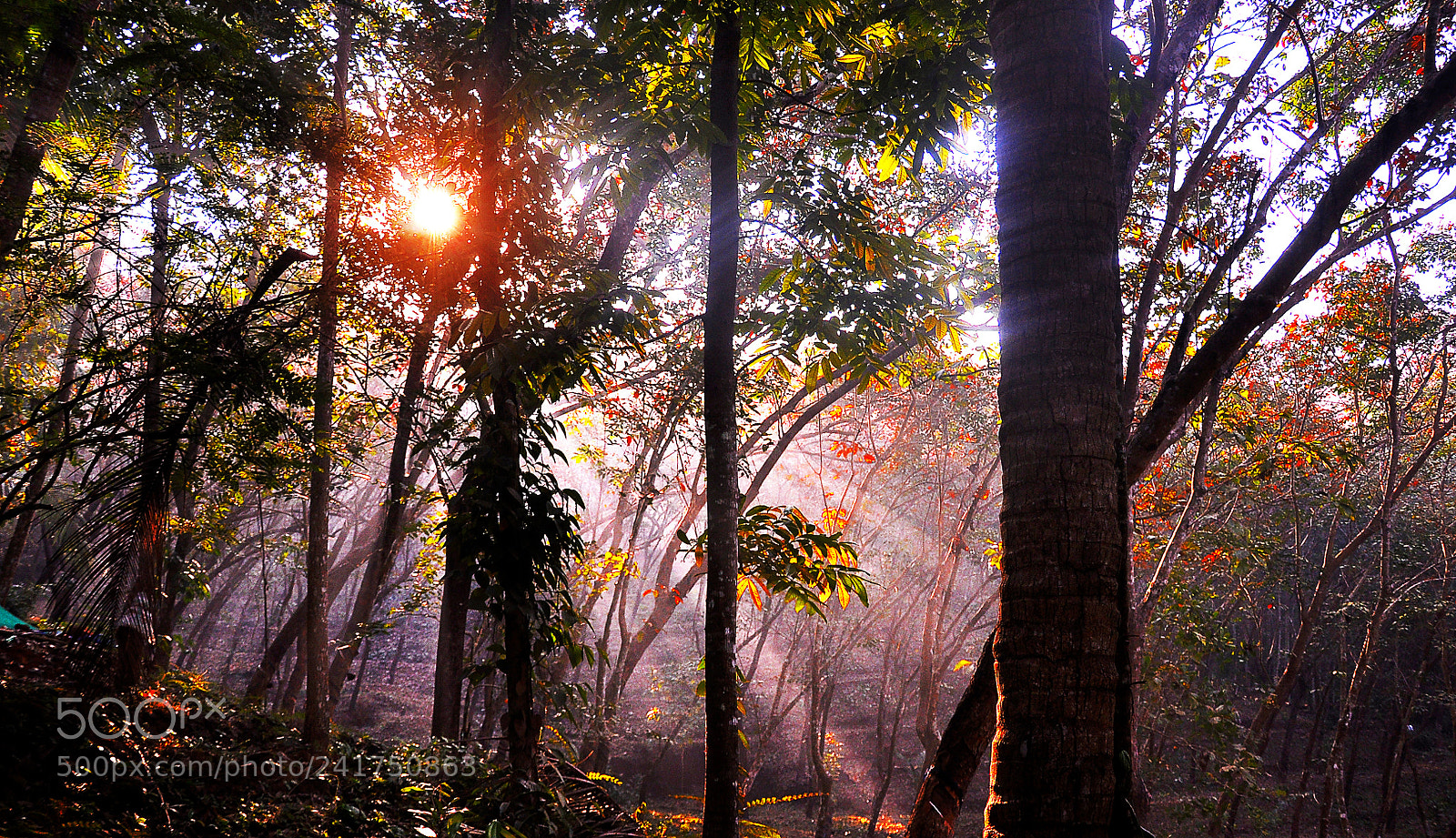 Nikon D90 sample photo. Sunshine on treetops photography