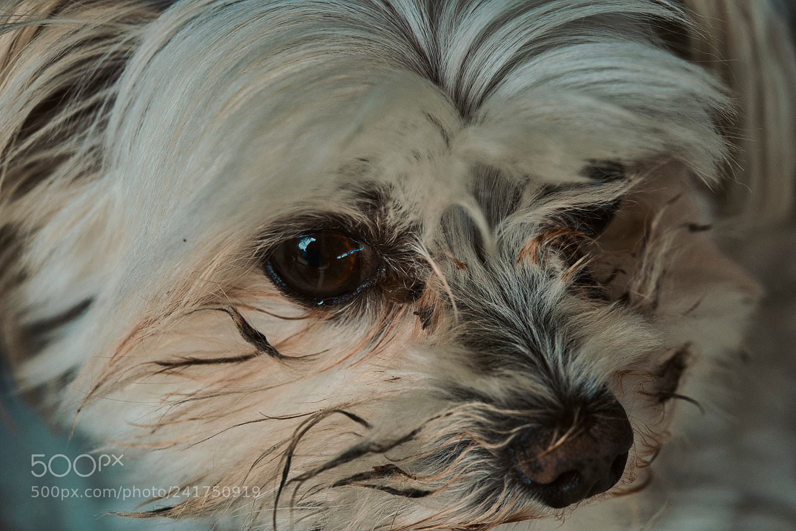 Nikon AF-S Micro-Nikkor 60mm F2.8G ED sample photo. Puppy dog eyes photography