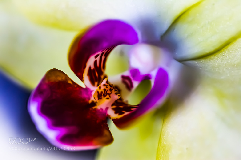 Canon EOS-1D Mark II sample photo. Iuf photography