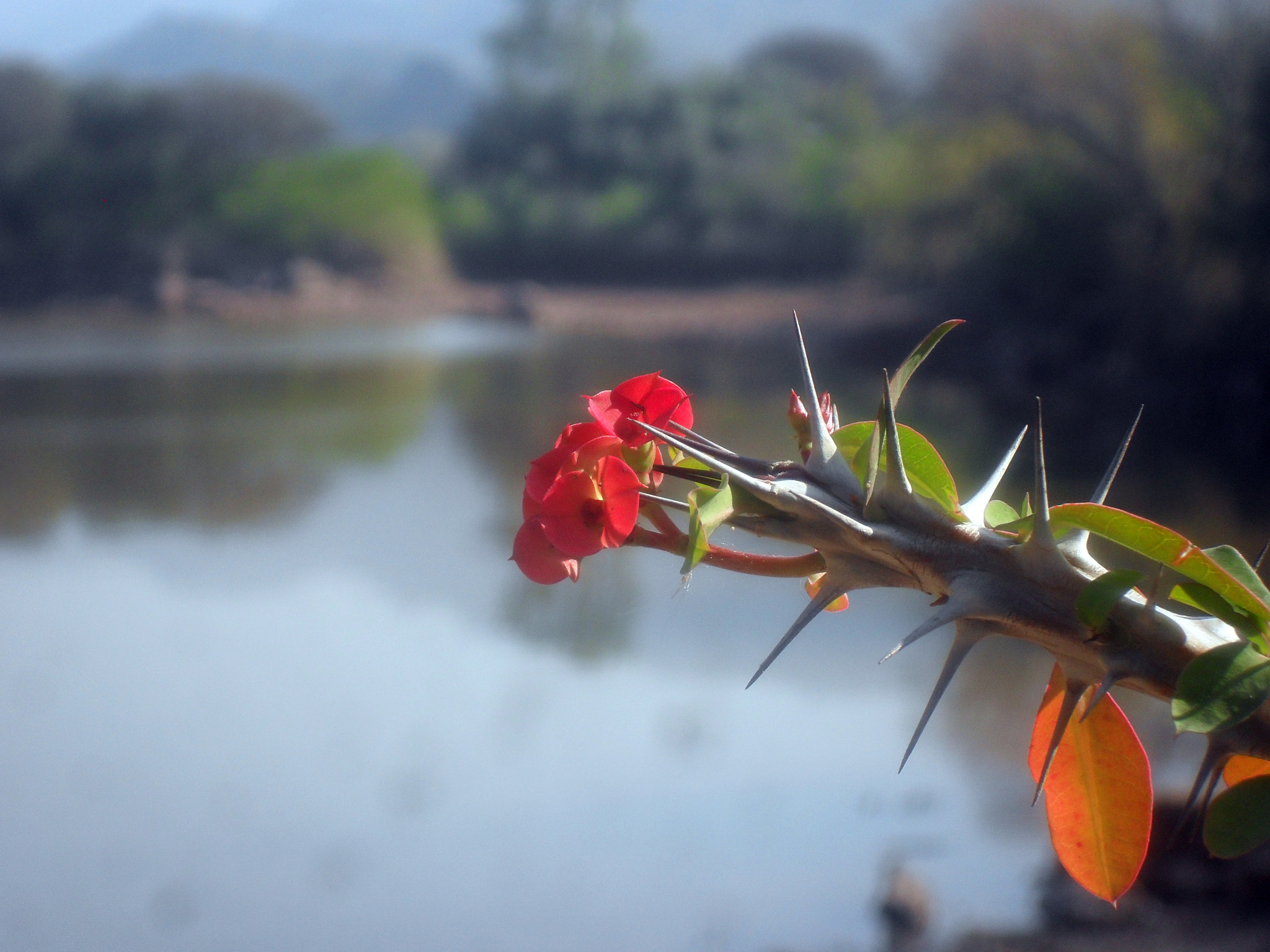 Samsung ES55,ES57 / VLUU ES55 /  SL102 sample photo. Crown of thorns photography
