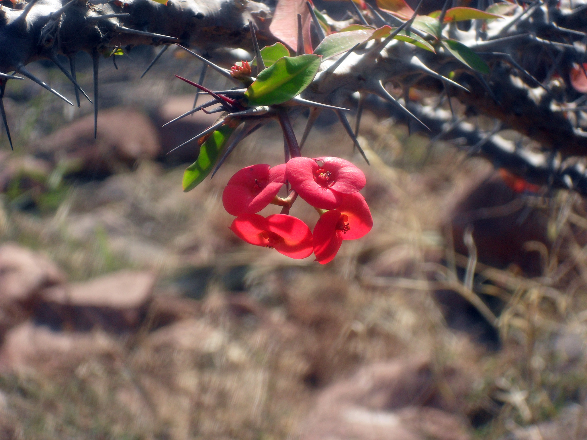 Samsung ES55,ES57 / VLUU ES55 /  SL102 sample photo. Crown of thorns photography
