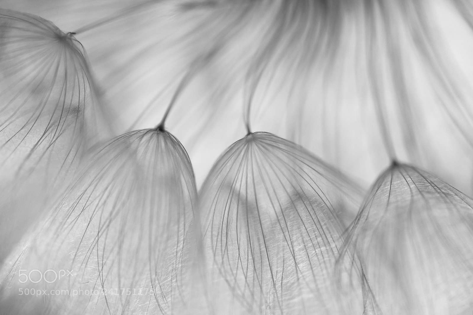 Nikon D800 sample photo. Transparency photography