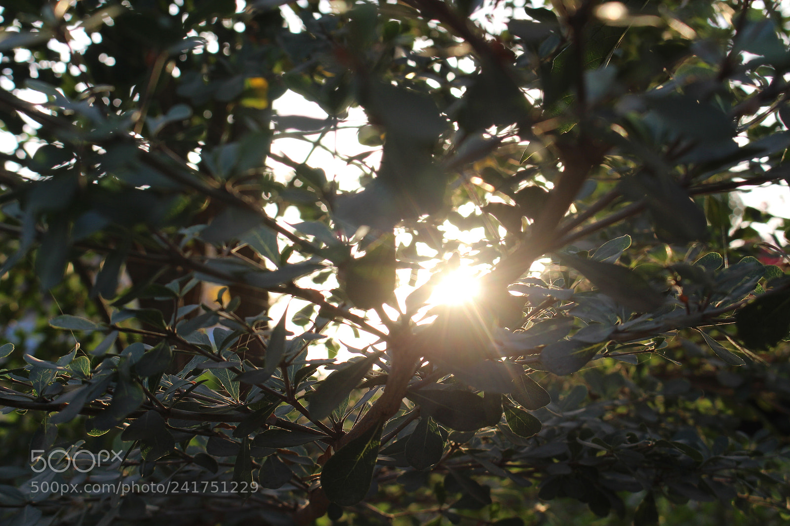 Canon EOS 700D (EOS Rebel T5i / EOS Kiss X7i) sample photo. Untitled photography