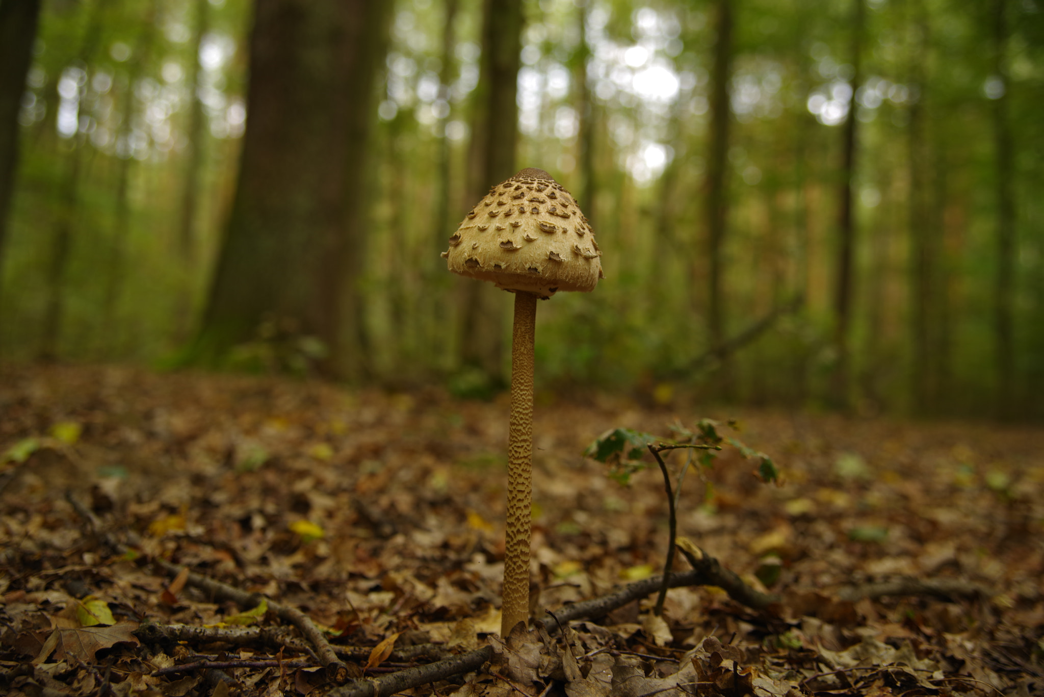 Pentax K-1 sample photo. Macrolepiota photography