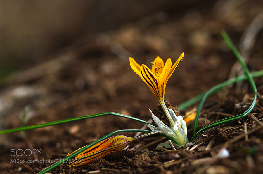 Pentax K20D sample photo. Crocos photography