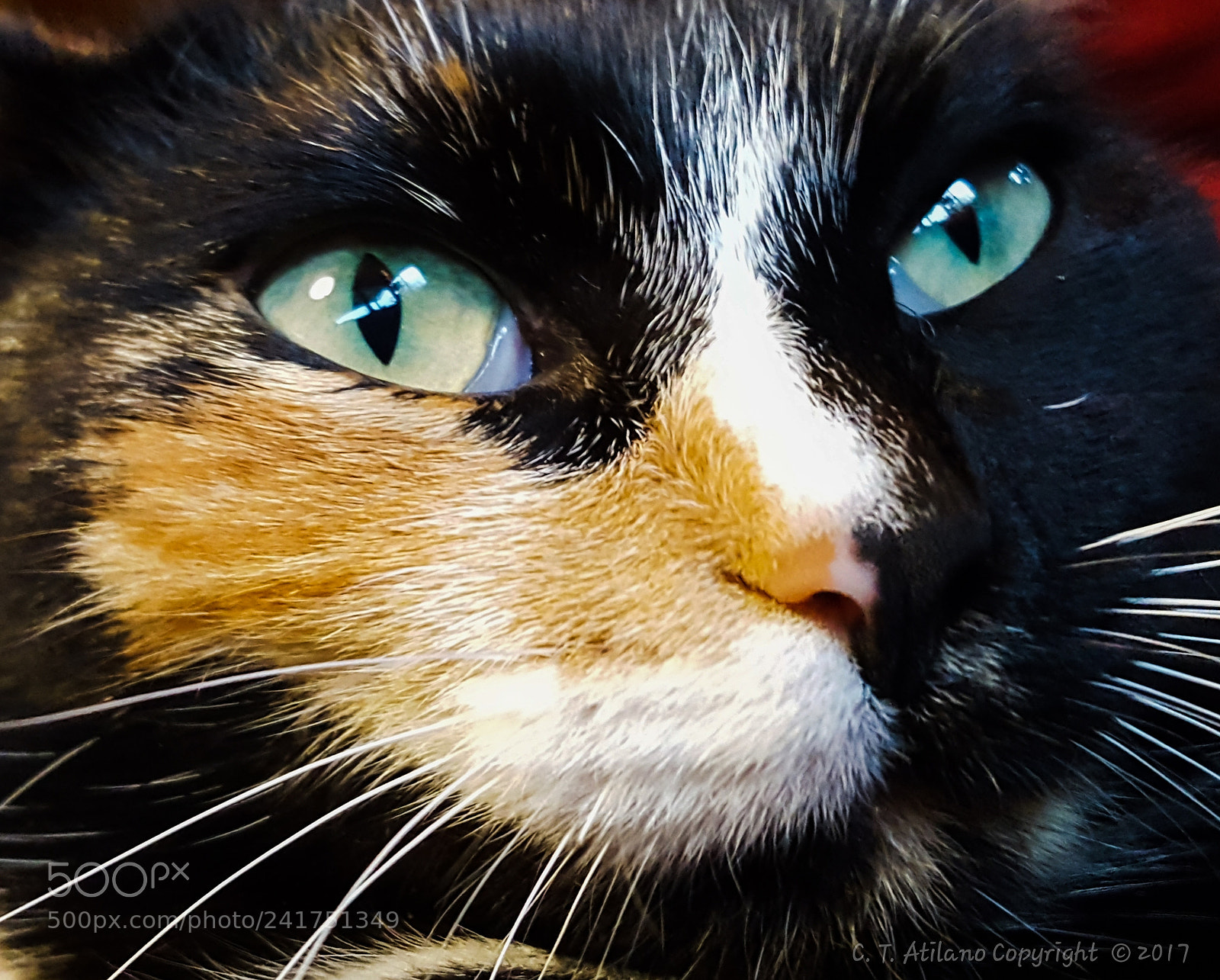 Samsung GALAXY S6 edge sample photo. Tilly close up photography