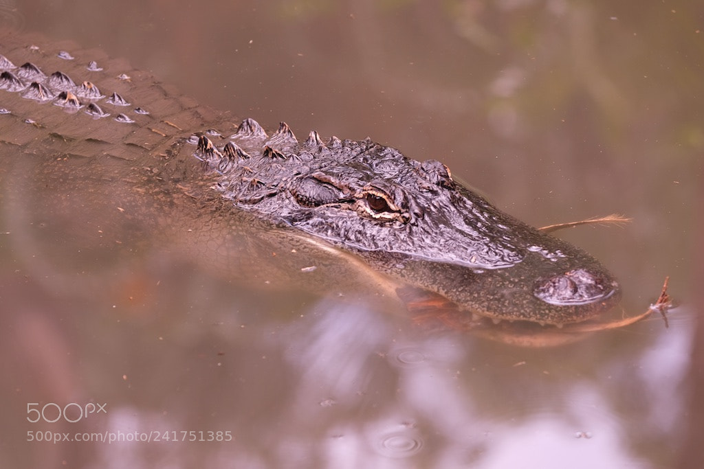 Fujifilm X-T2 sample photo. Alligator chewing on bark photography
