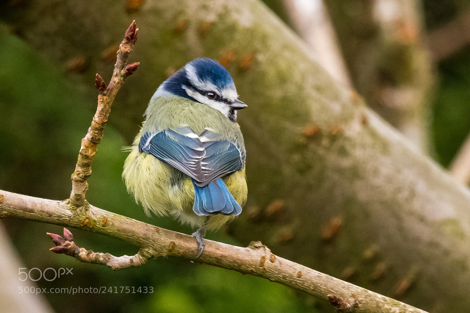 Nikon D850 sample photo. 'one foot' tit photography