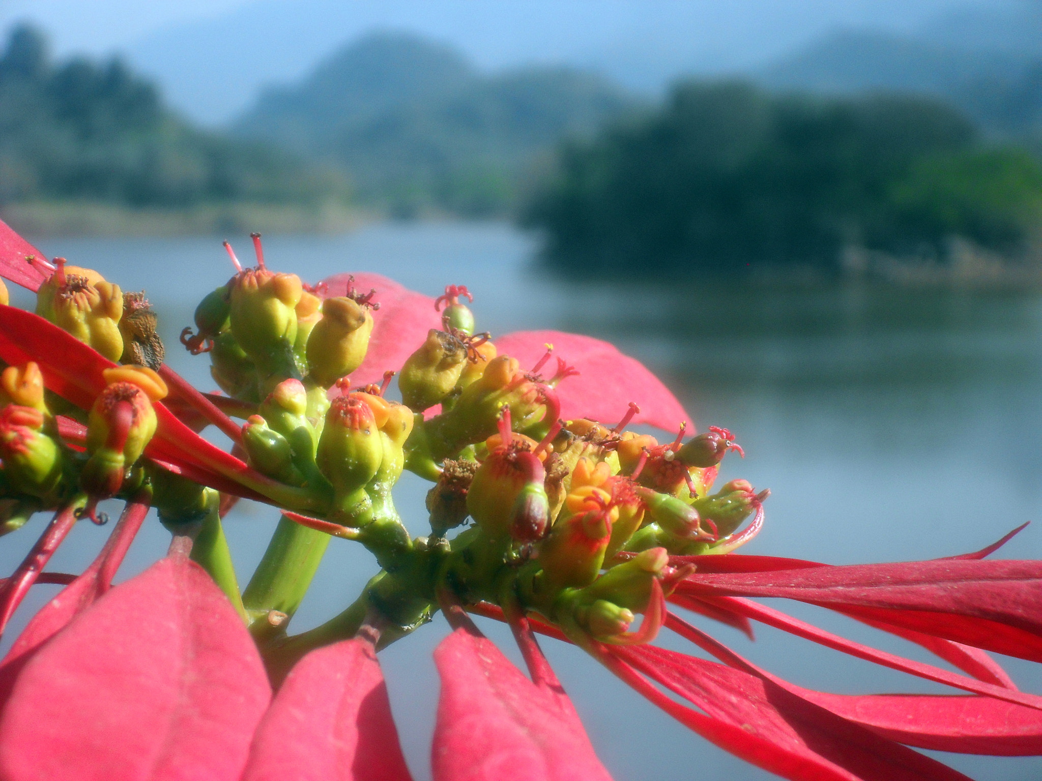 Samsung ES55,ES57 / VLUU ES55 /  SL102 sample photo. Beauty of nature photography