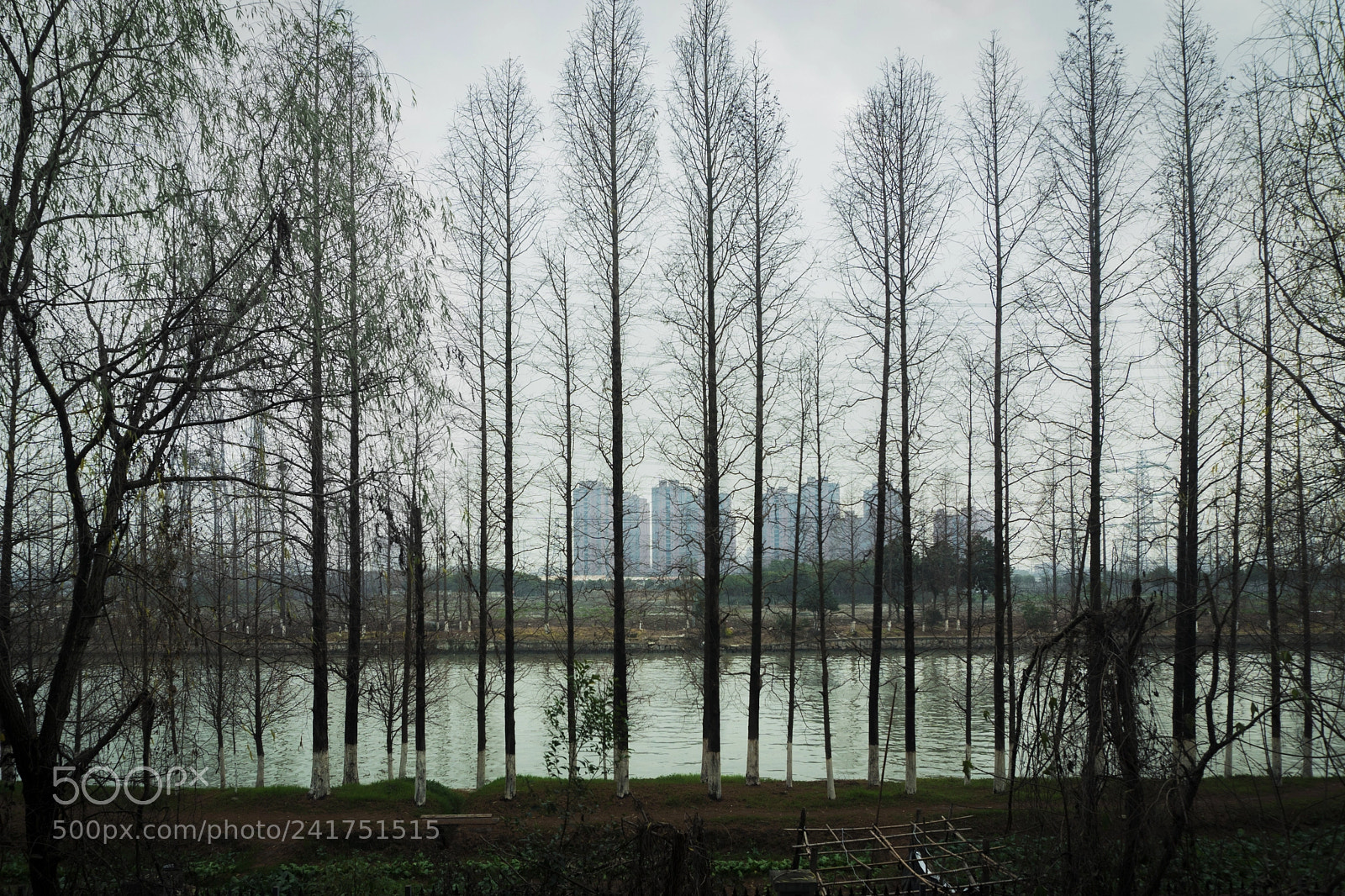 Sony a6300 sample photo. White poplar photography
