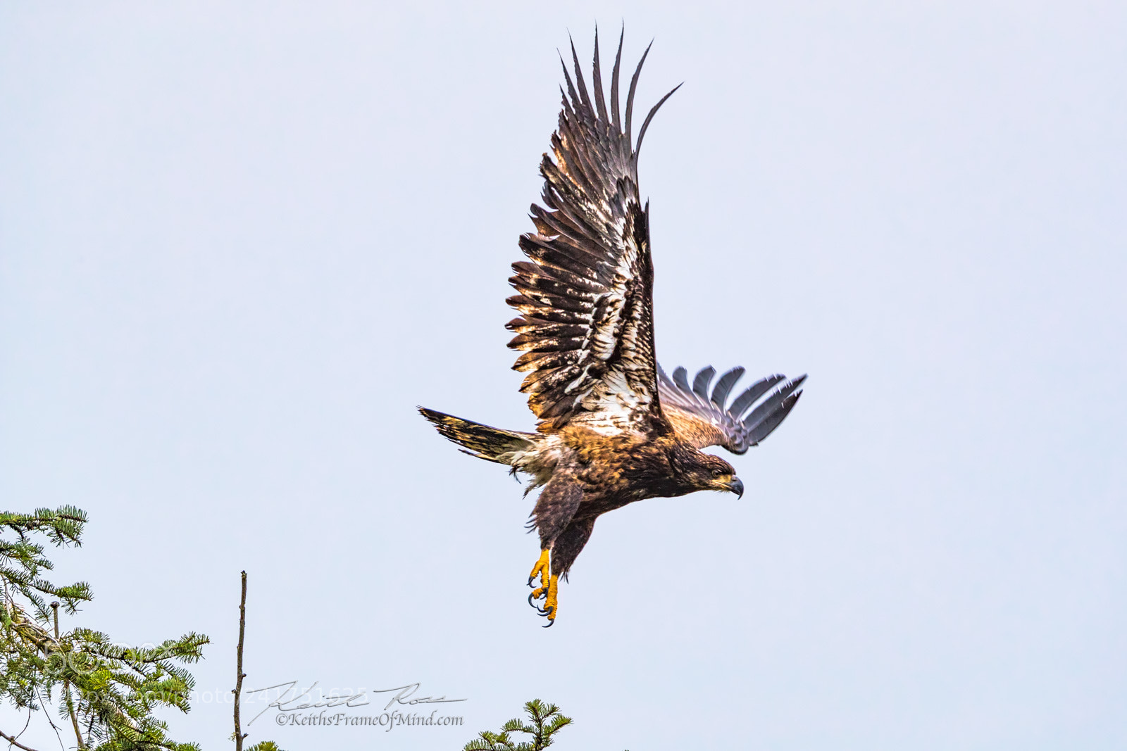 Canon EOS-1D X Mark II sample photo. Bald eagle juvenile- sequim photography