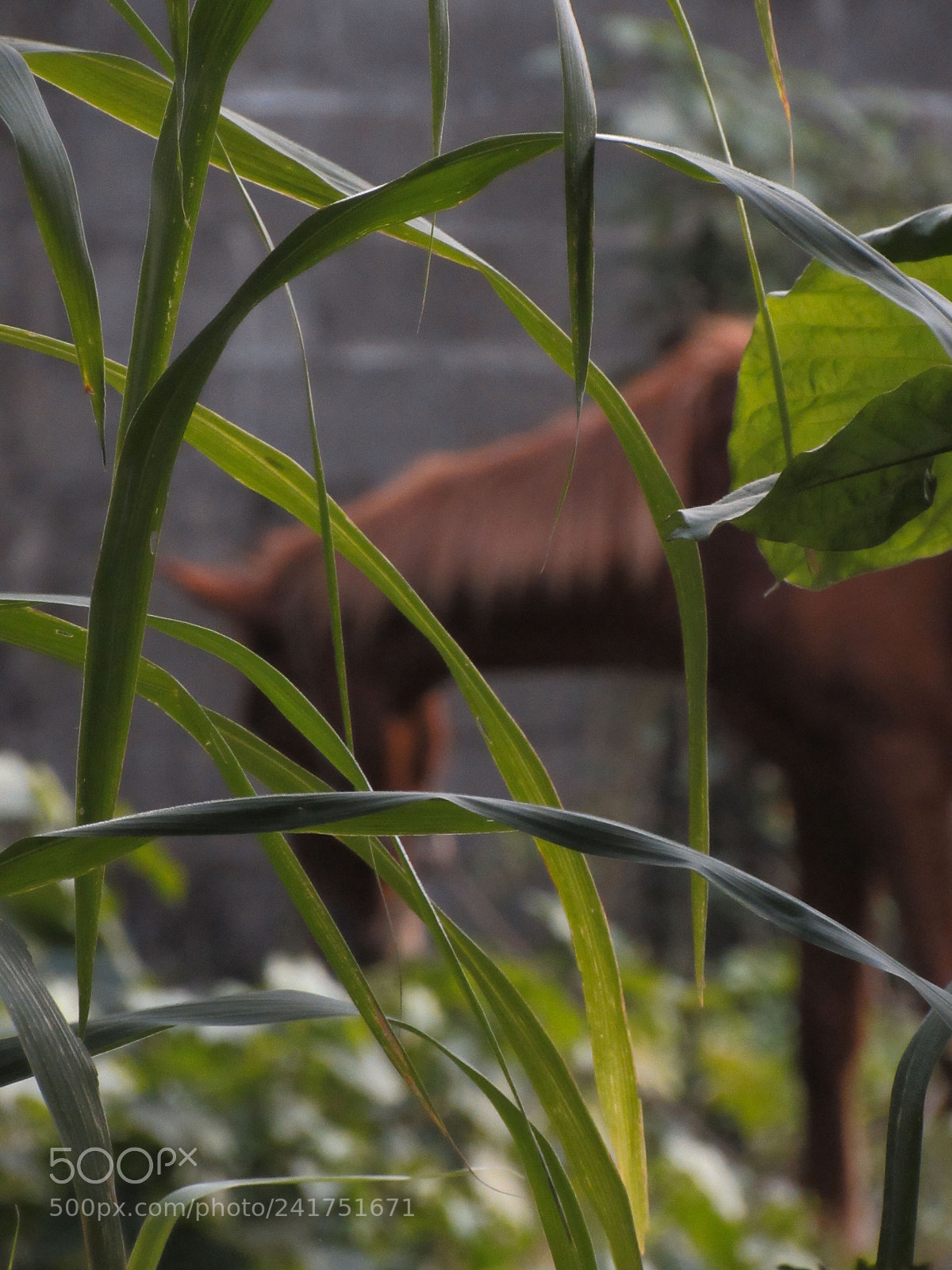 Canon PowerShot SX530 HS sample photo. Horse ? photography