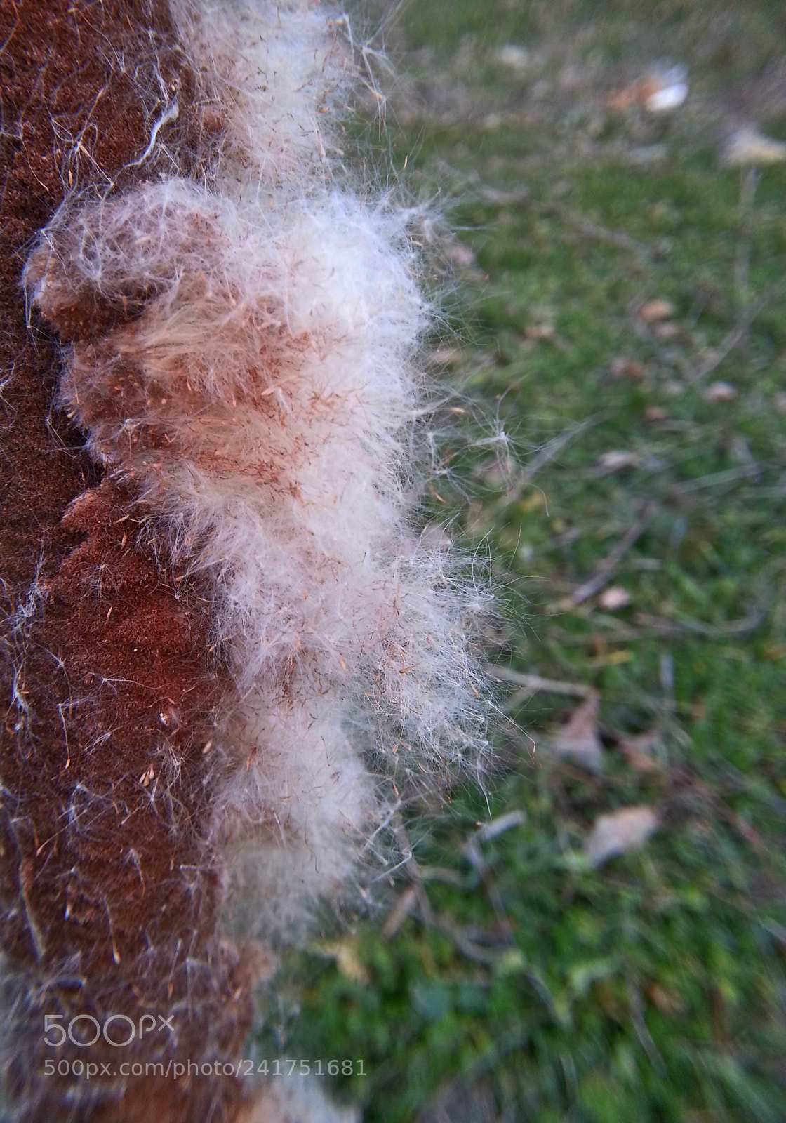 Samsung Galaxy Note2 sample photo. Reedmace photography