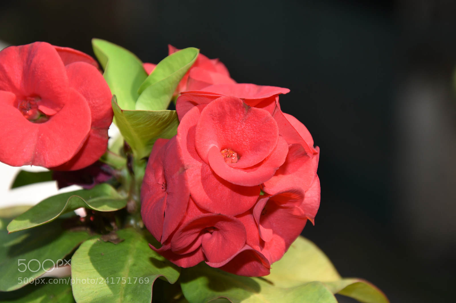 Nikon D7200 sample photo. Dsc photography