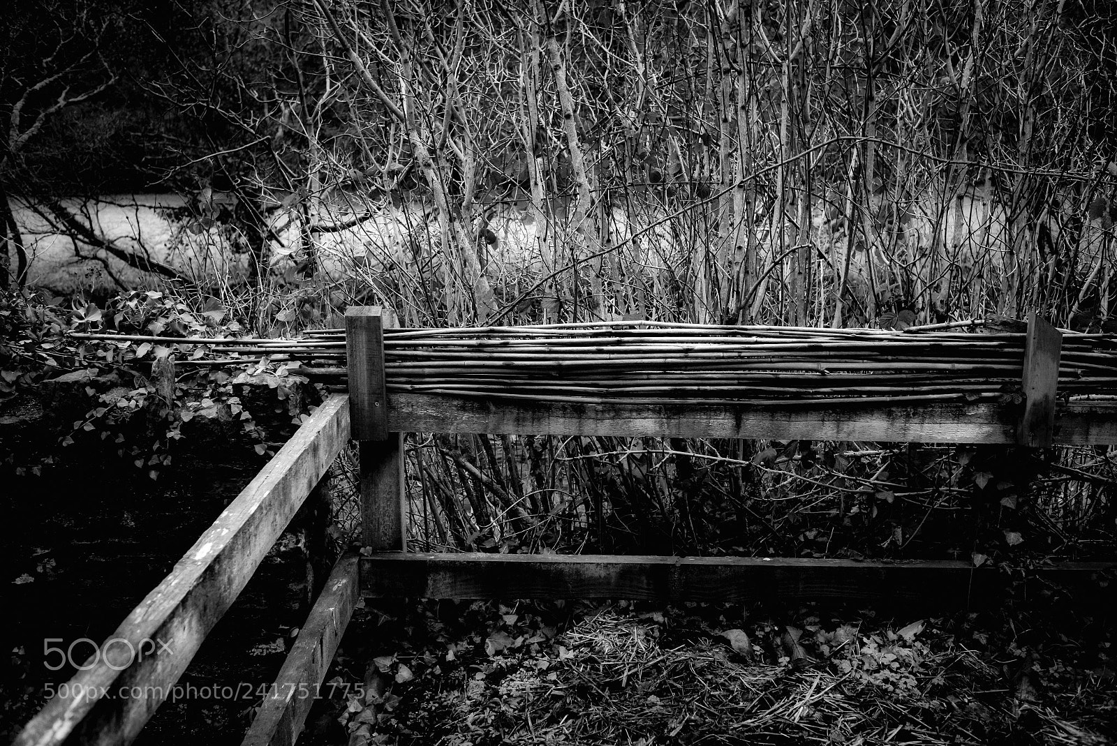 Leica M (Typ 240) sample photo. A touch of the photography
