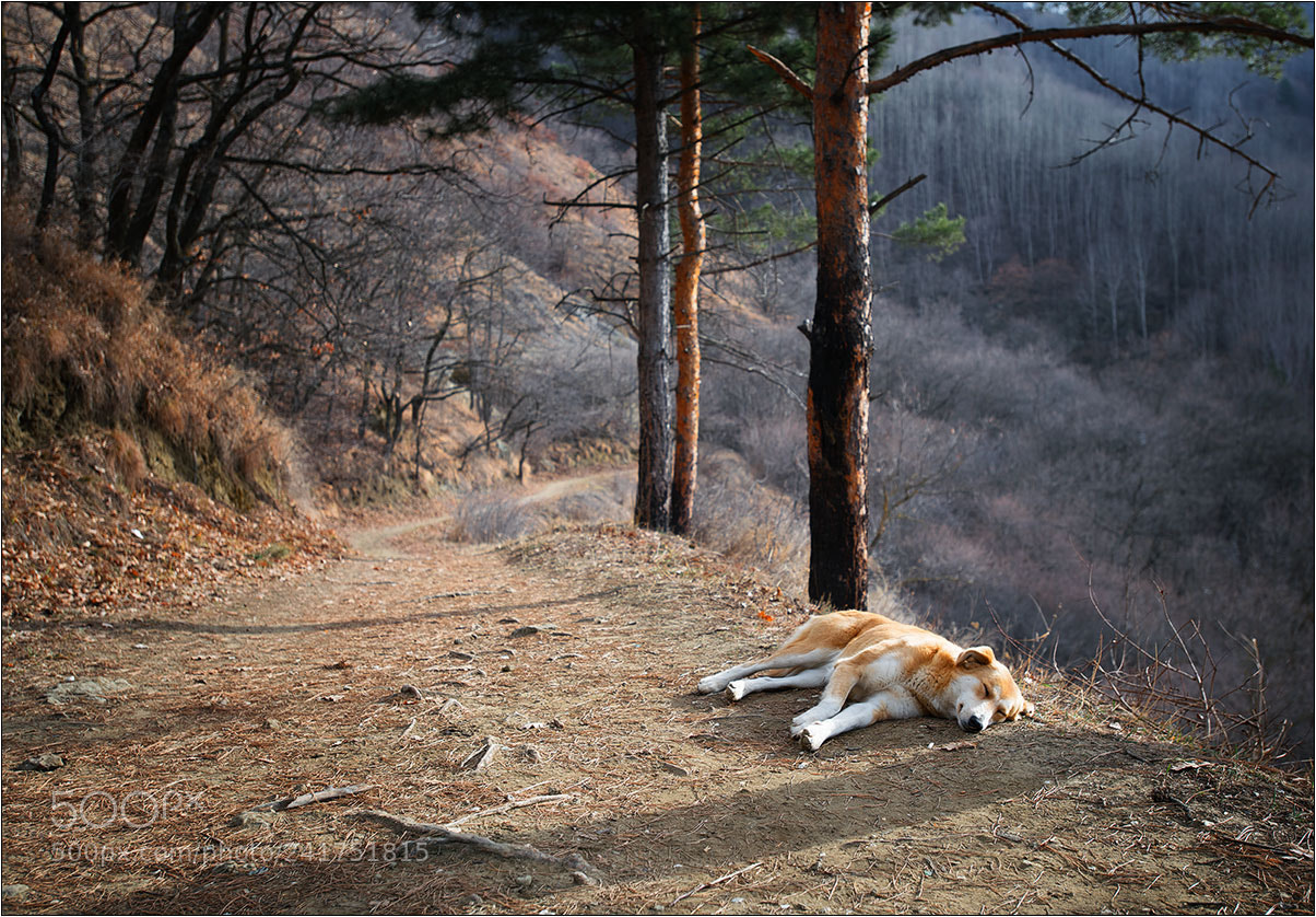 Nikon D850 sample photo. Kislovodsk photography