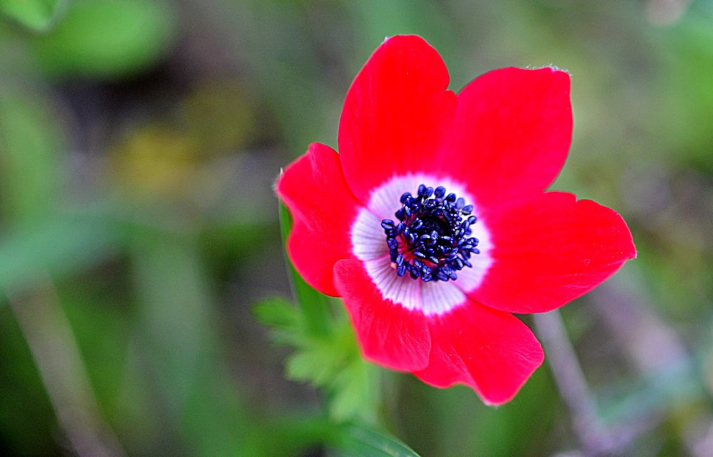 Nikon D7100 + Sigma 105mm F2.8 EX DG Macro sample photo. La série des anemons 18-01 photography