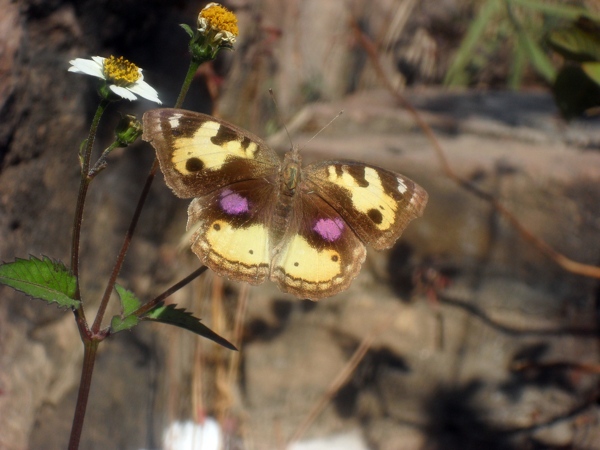 Samsung ES55,ES57 / VLUU ES55 /  SL102 sample photo. Butterfly photography