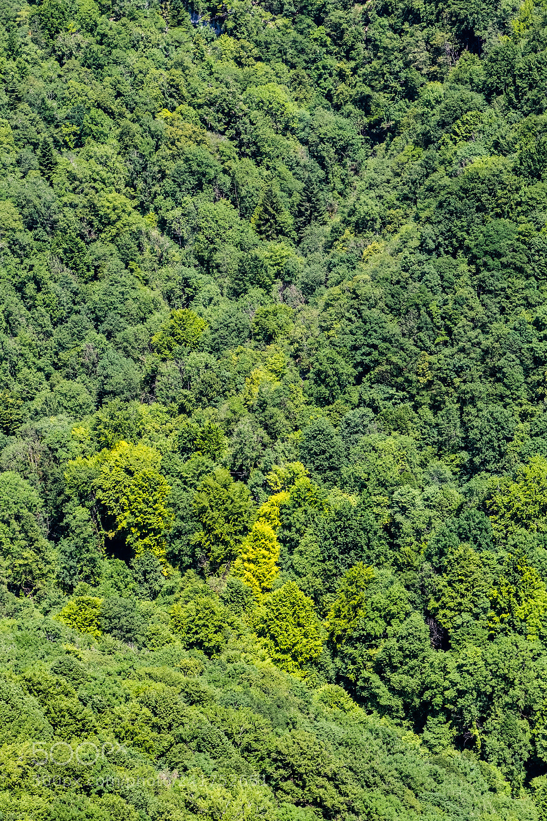 Canon EOS 60D sample photo. Forest photography