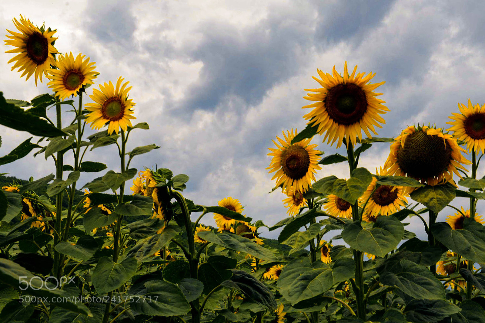 Nikon D600 sample photo. 7.jpg photography
