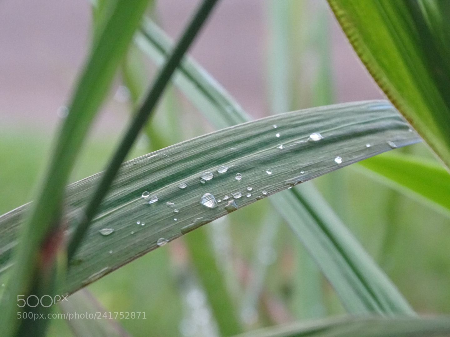 Sony Cyber-shot DSC-HX400V sample photo. Planta y agua. photography