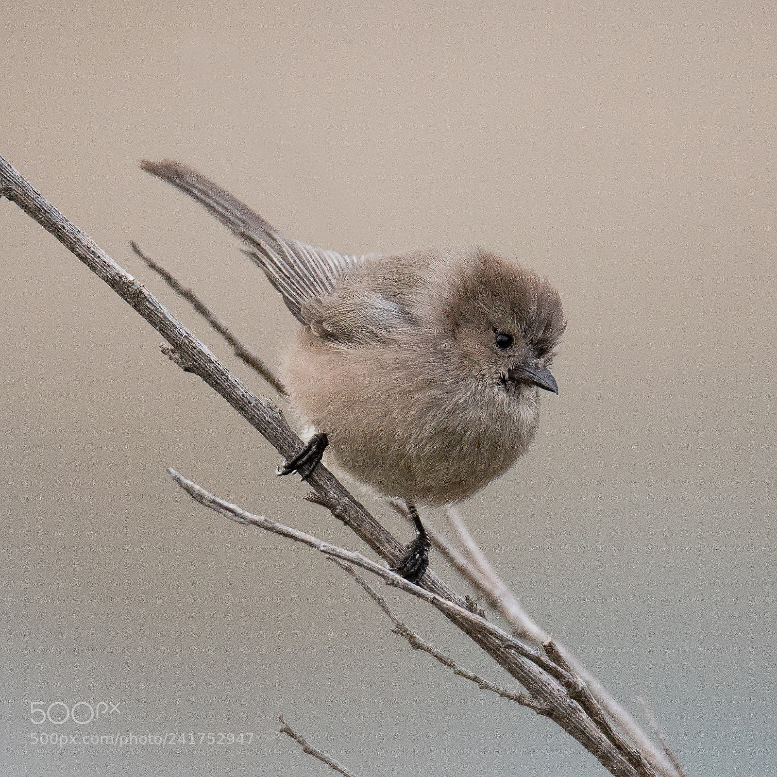 Canon EOS 6D Mark II sample photo. Bushtit (psaltriparus minimus) photography