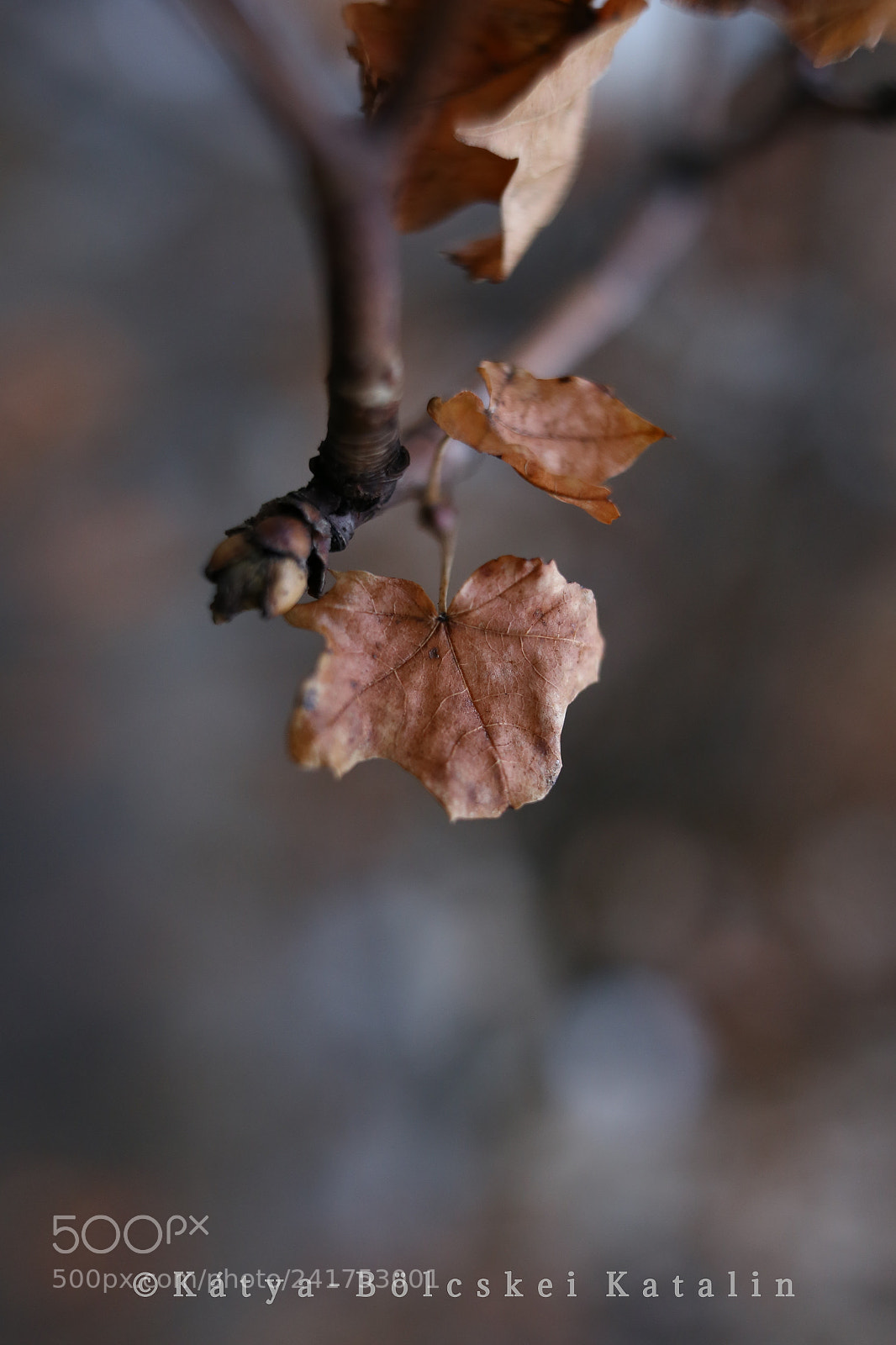 Sigma 35mm F1.4 DG HSM Art sample photo. Fall in winter photography